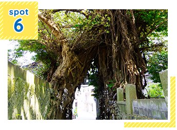 写真：奈良尾神社のあこう樹
